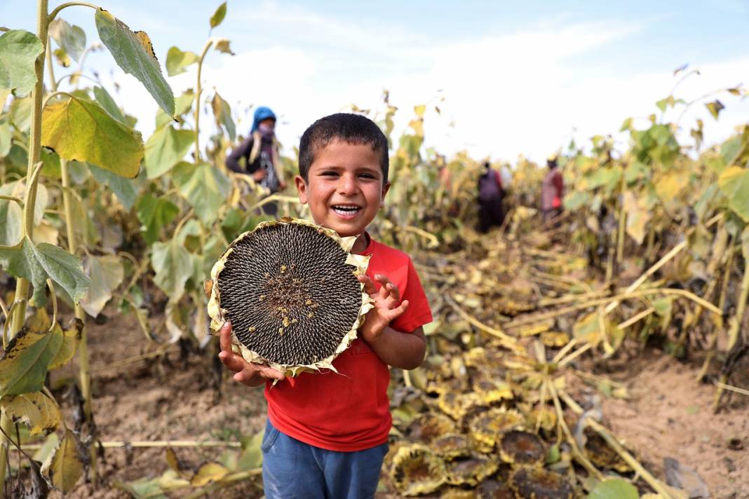 Konya Ovası'nda yağlık ayçiçeği verimiyle çiftçinin yüzünü güldürüyor 6