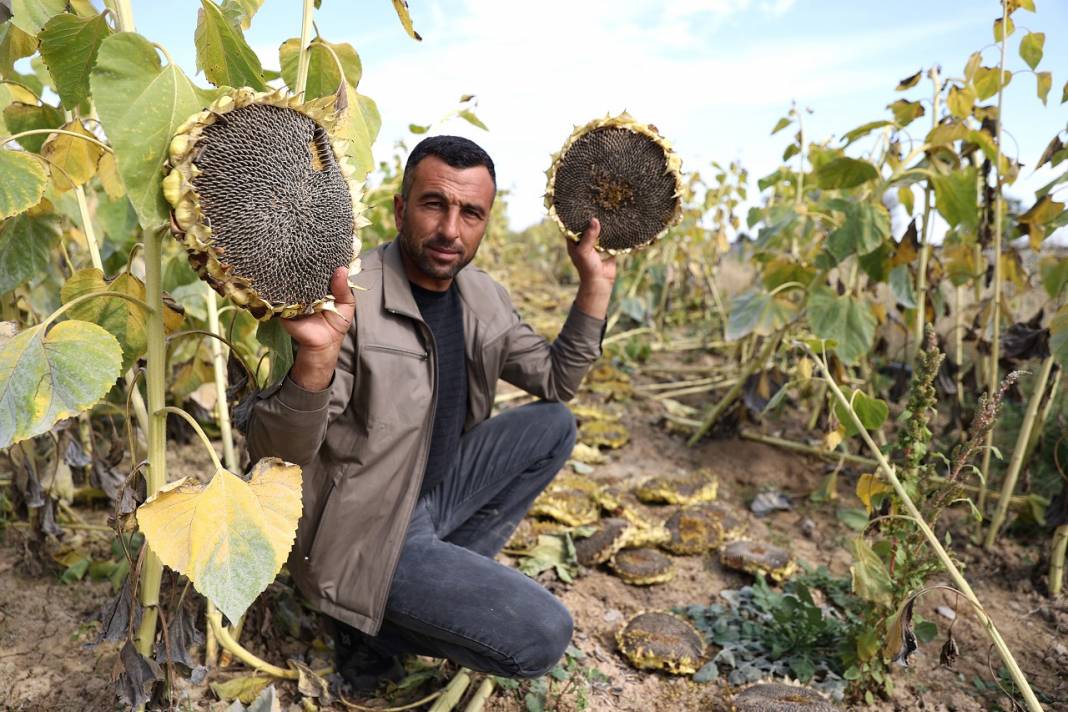 Konya Ovası'nda yağlık ayçiçeği verimiyle çiftçinin yüzünü güldürüyor 9