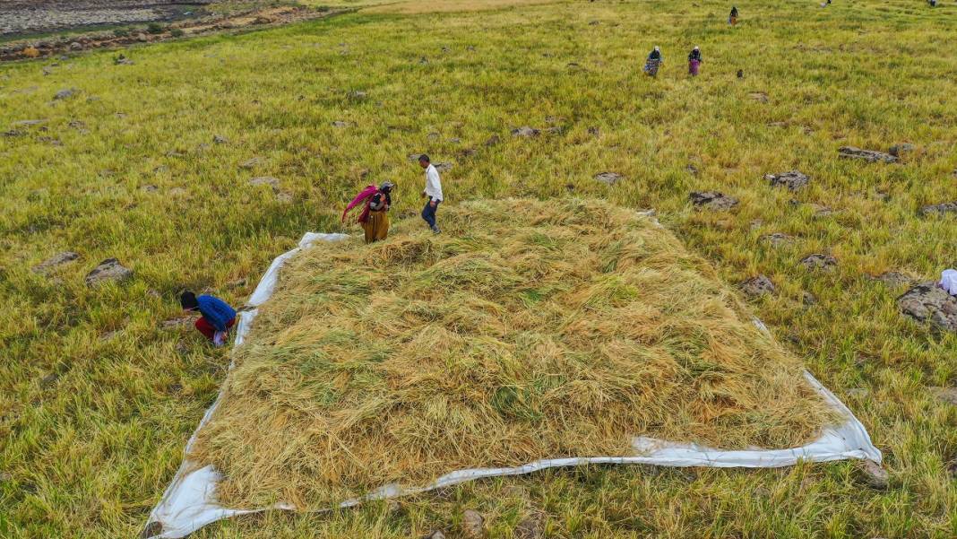 Taşlı arazilerde yetişen tescilli Karacadağ pirincine elle hasat 1