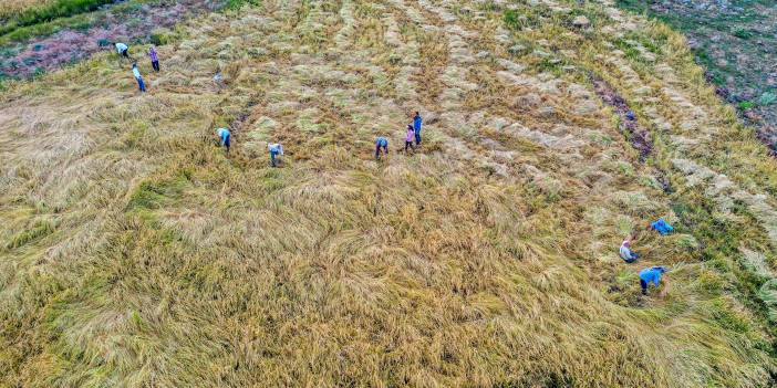 Taşlı arazilerde yetişen tescilli Karacadağ pirincine elle hasat