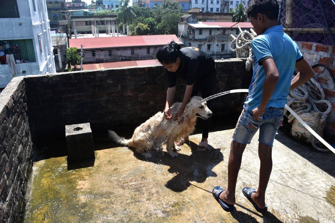 Banglşadeş'te Hayvanları Koruma Günü 6