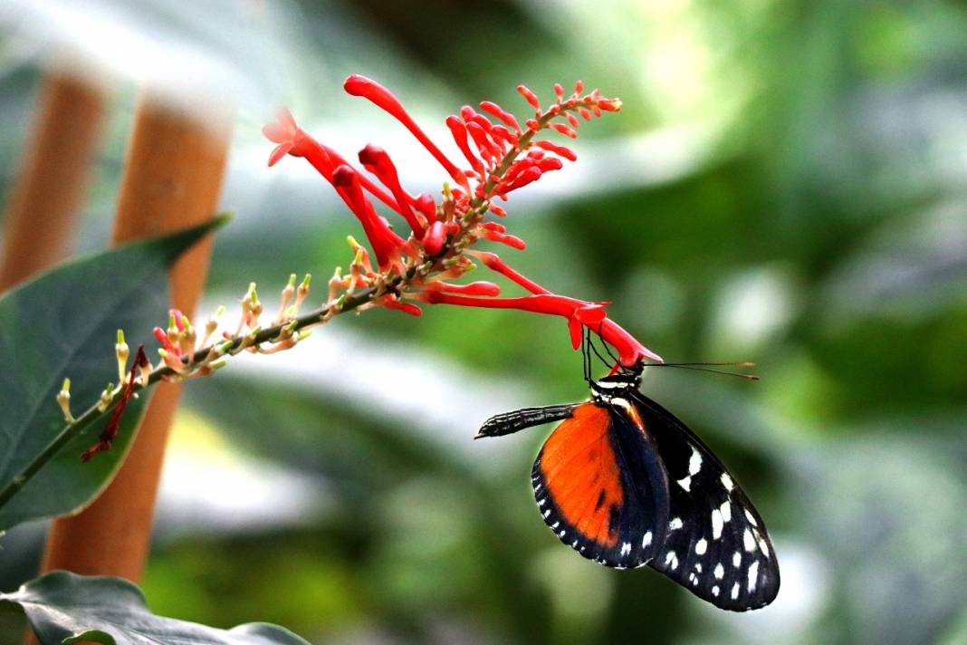 Tropikal Kelebek Bahçesi'nin renkli ev sahipleri 2