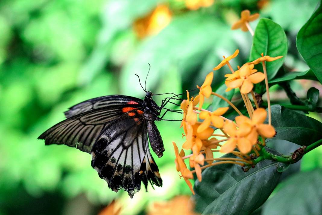 Tropikal Kelebek Bahçesi'nin renkli ev sahipleri 4