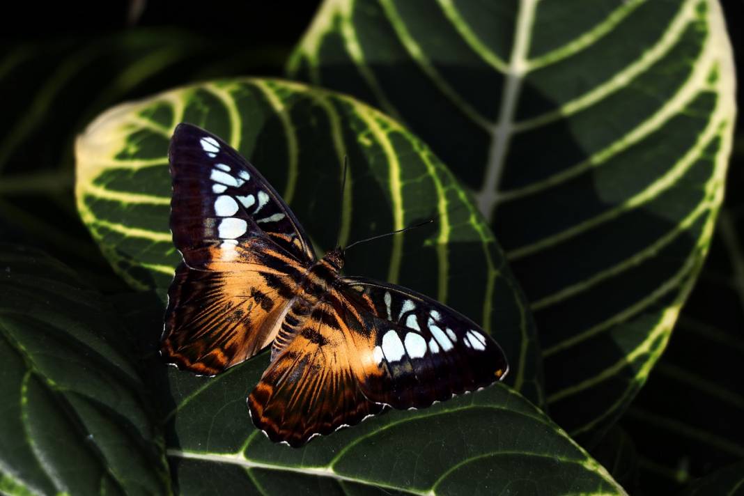 Tropikal Kelebek Bahçesi'nin renkli ev sahipleri 8