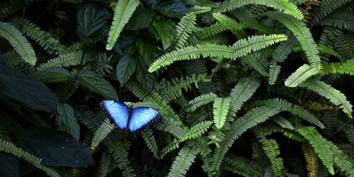 Tropikal Kelebek Bahçesi'nin renkli ev sahipleri