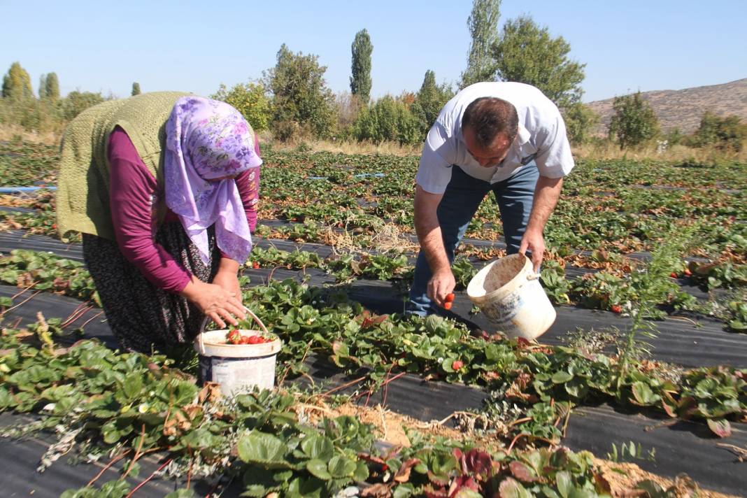 Konya'da bin 150 nüfuslu mahallenin kaderi organik çilekle değişti 6
