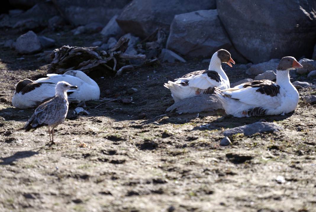 Çıldır Gölü'nde üreme dönemini tamamlayan martılar göçe hazırlanıyor 1