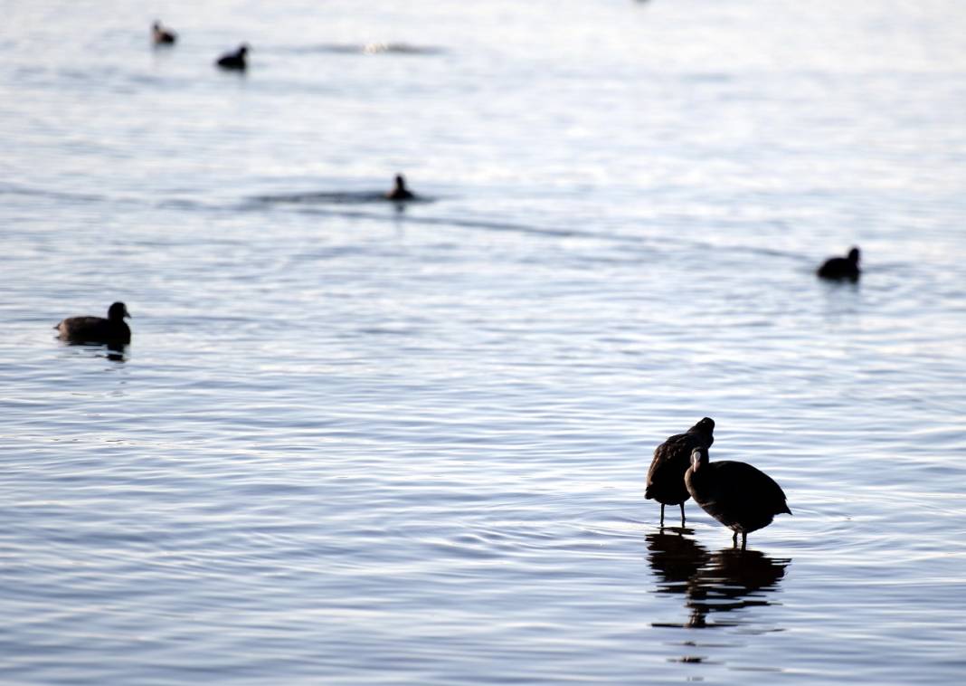 Çıldır Gölü'nde üreme dönemini tamamlayan martılar göçe hazırlanıyor 10