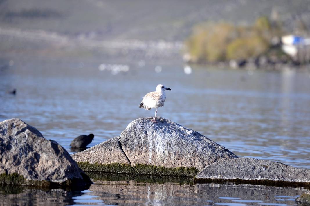 Çıldır Gölü'nde üreme dönemini tamamlayan martılar göçe hazırlanıyor 11