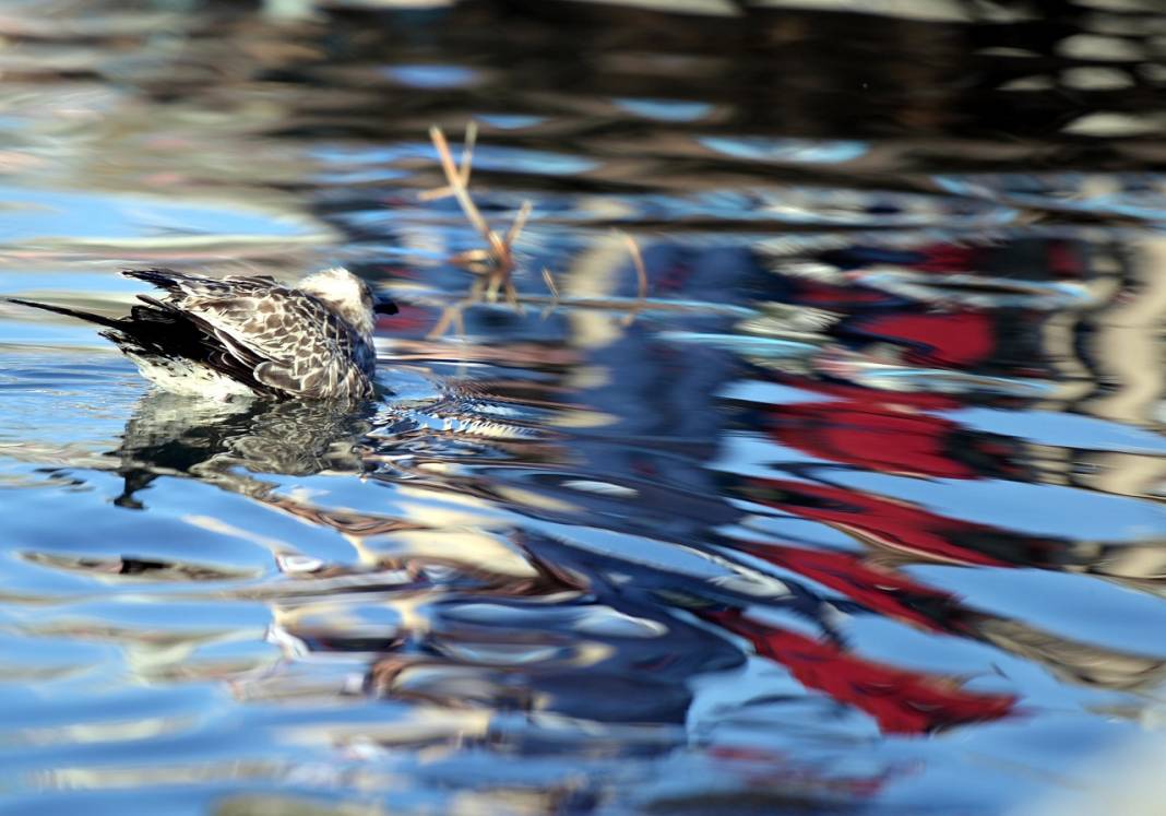 Çıldır Gölü'nde üreme dönemini tamamlayan martılar göçe hazırlanıyor 2