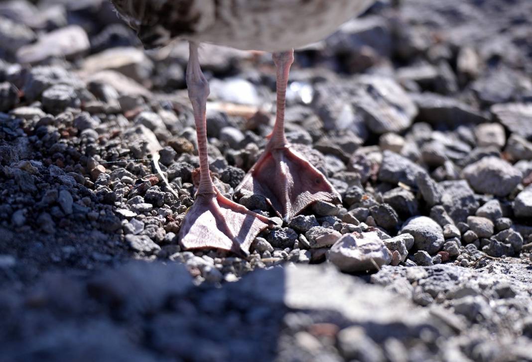 Çıldır Gölü'nde üreme dönemini tamamlayan martılar göçe hazırlanıyor 4