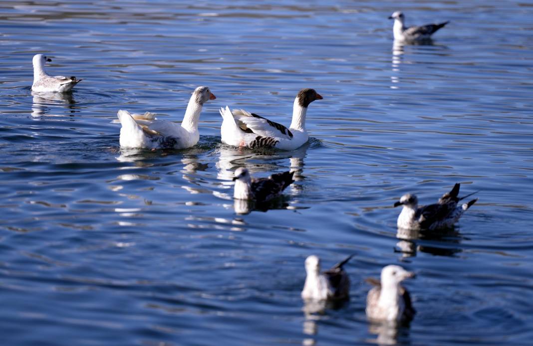 Çıldır Gölü'nde üreme dönemini tamamlayan martılar göçe hazırlanıyor 5