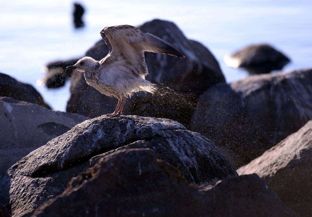 Çıldır Gölü'nde üreme dönemini tamamlayan martılar göçe hazırlanıyor 6