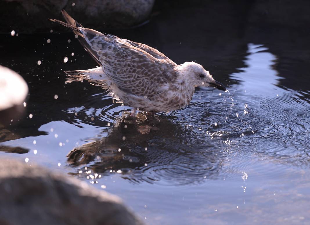 Çıldır Gölü'nde üreme dönemini tamamlayan martılar göçe hazırlanıyor 7