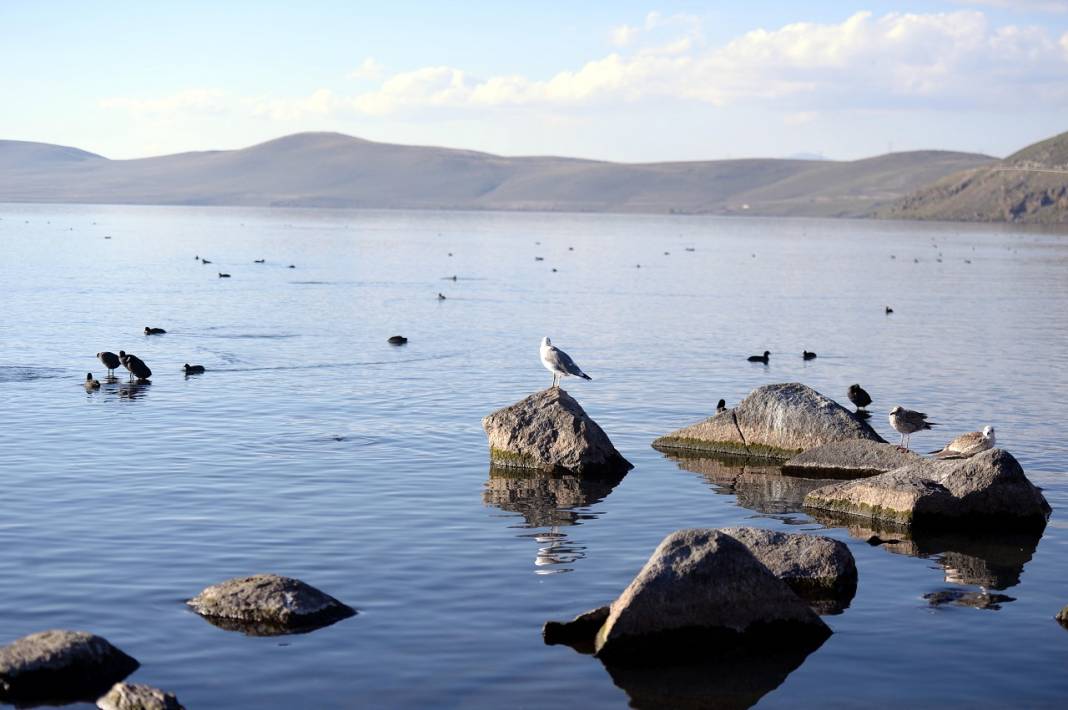 Çıldır Gölü'nde üreme dönemini tamamlayan martılar göçe hazırlanıyor 8