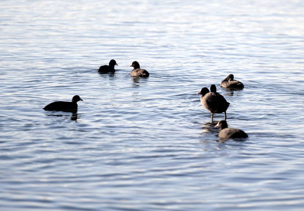 Çıldır Gölü'nde üreme dönemini tamamlayan martılar göçe hazırlanıyor 9