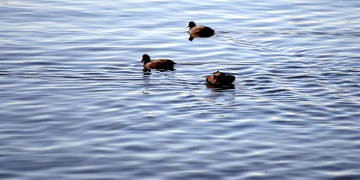 Çıldır Gölü'nde üreme dönemini tamamlayan martılar göçe hazırlanıyor