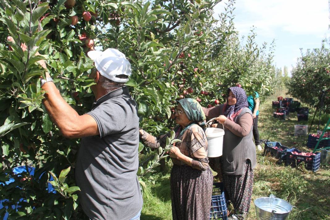 Emekli astsubay kurduğu hobi bahçesinde organik elma yetiştiriyor 1