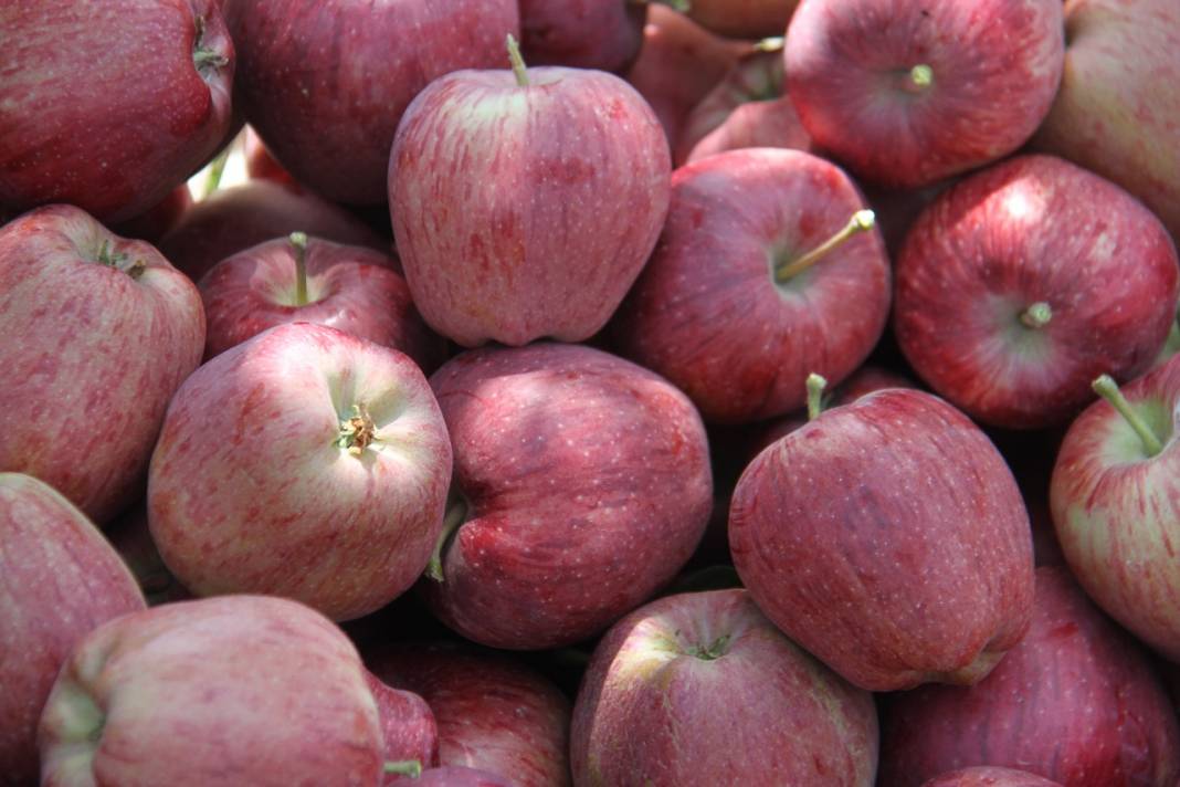 Emekli astsubay kurduğu hobi bahçesinde organik elma yetiştiriyor 2