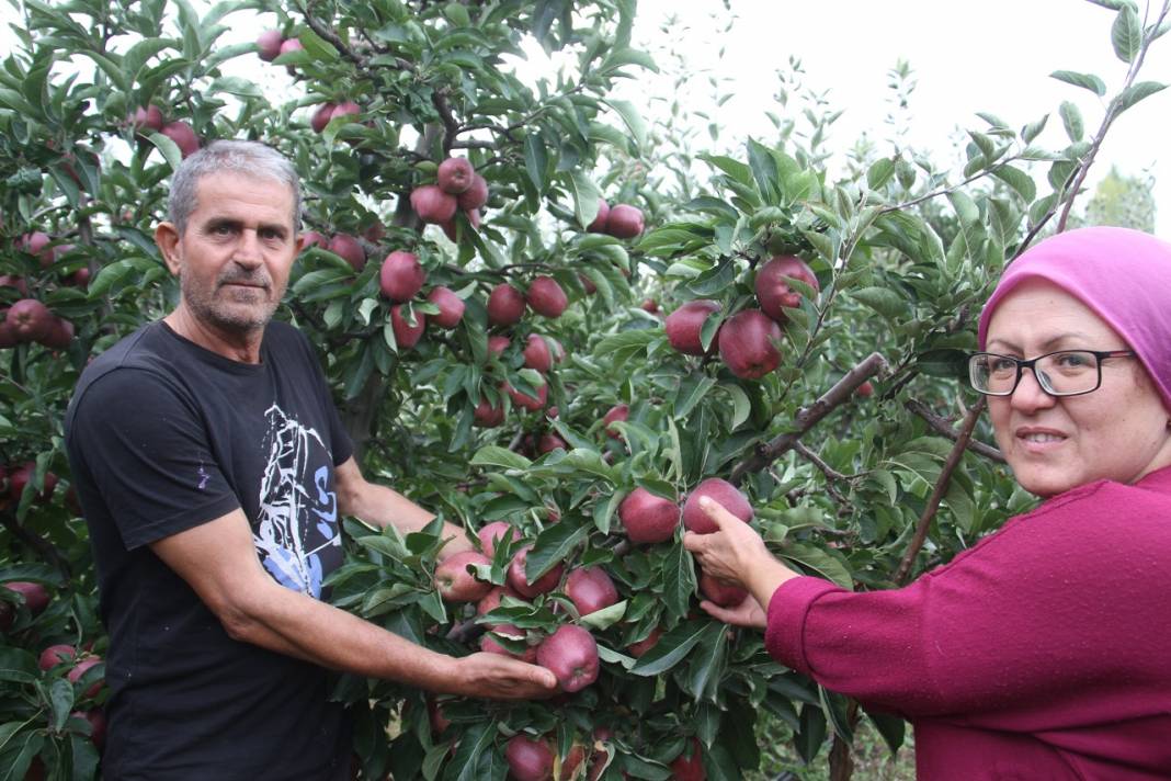 Emekli astsubay kurduğu hobi bahçesinde organik elma yetiştiriyor 3