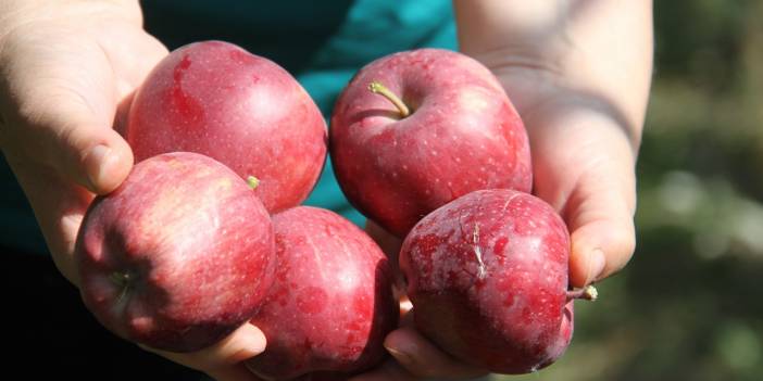 Emekli astsubay kurduğu hobi bahçesinde organik elma yetiştiriyor
