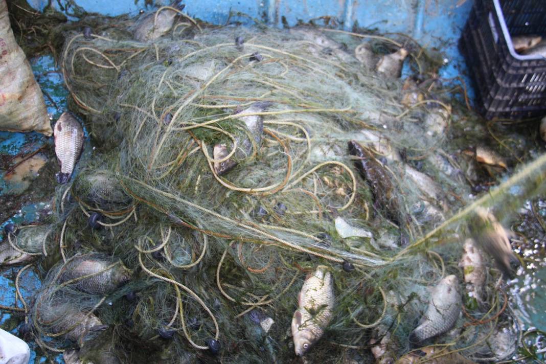Beyşehirli balıkçılar Çin sazanıyla yurt dışına açıldı 1