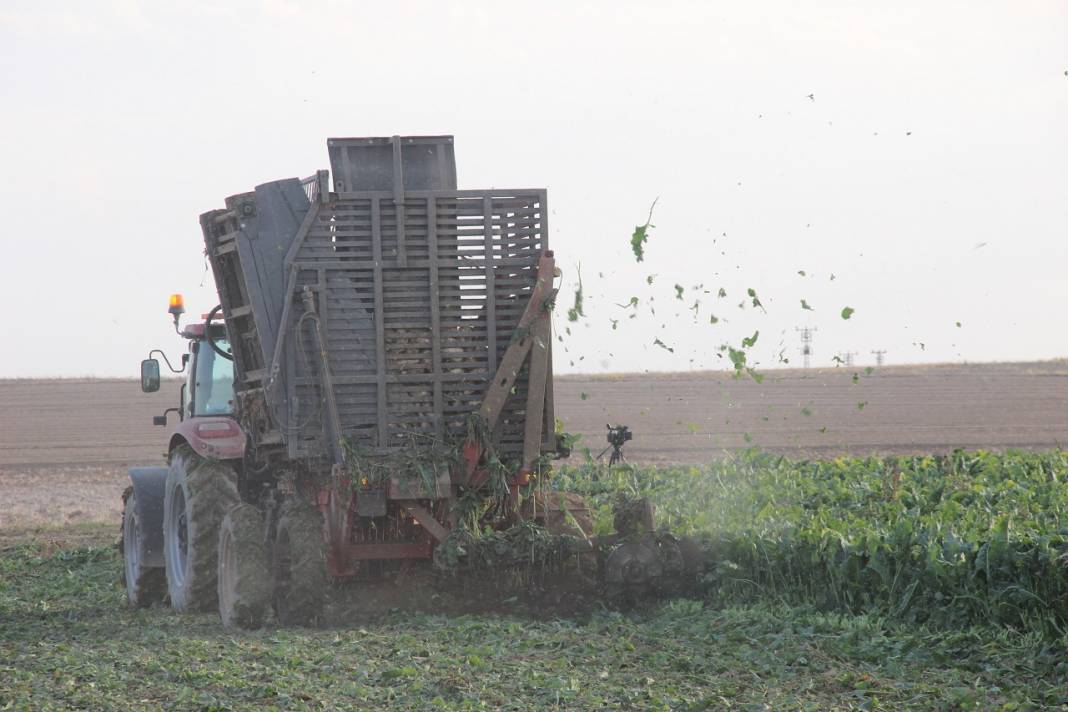 Şeker pancarının üretim üssü Konya'da hasat zamanı 4