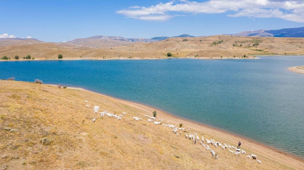 Alpler'de başlayan keçi çiftliği hayalini devlet desteğiyle Sivas'ta gerçekleştirdi 5