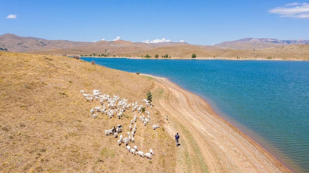 Alpler'de başlayan keçi çiftliği hayalini devlet desteğiyle Sivas'ta gerçekleştirdi 6