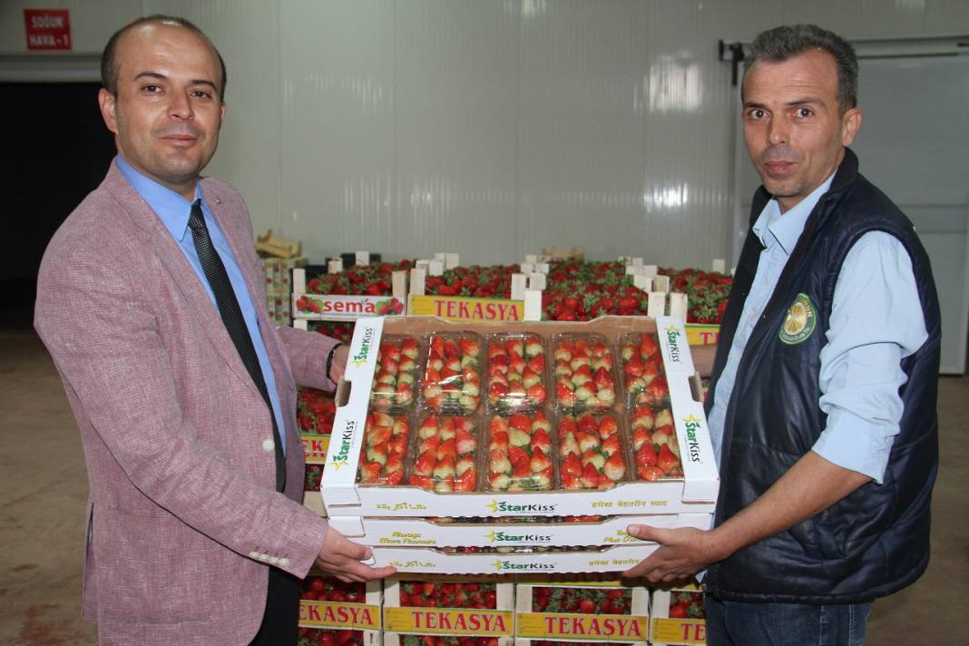 Konya'dan Maldivler, Romanya ve Arap ülkelerine organik çilek ihracatı 10