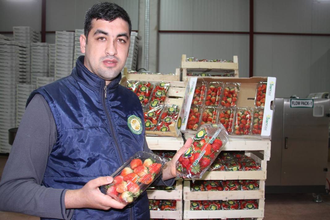 Konya'dan Maldivler, Romanya ve Arap ülkelerine organik çilek ihracatı 11