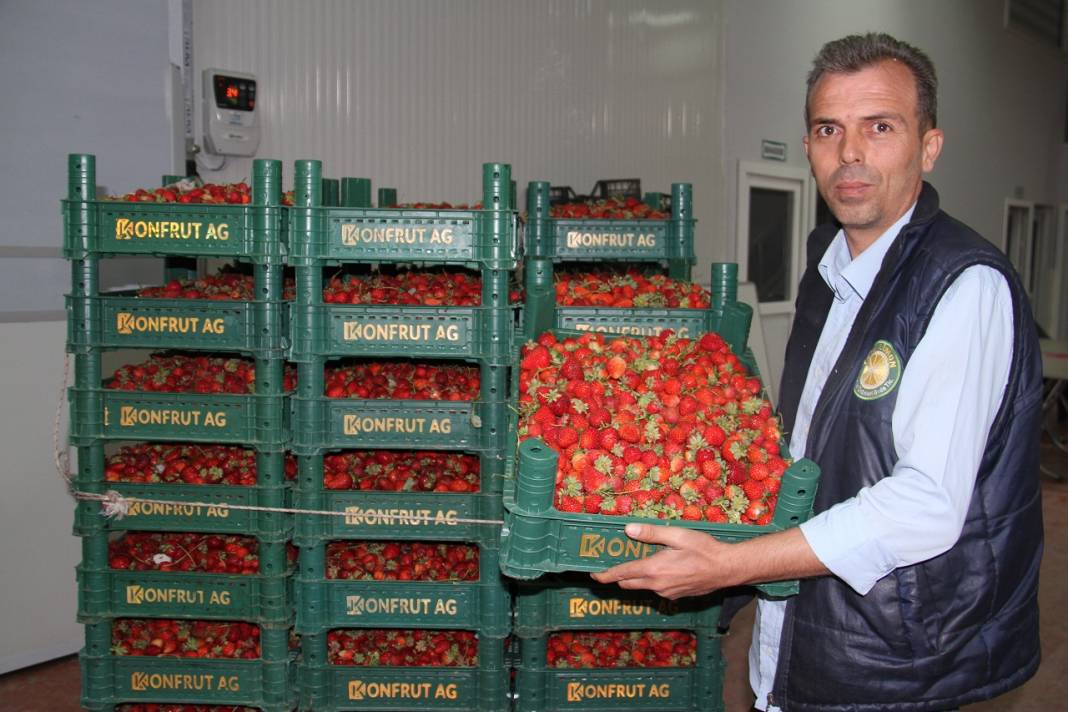 Konya'dan Maldivler, Romanya ve Arap ülkelerine organik çilek ihracatı 12