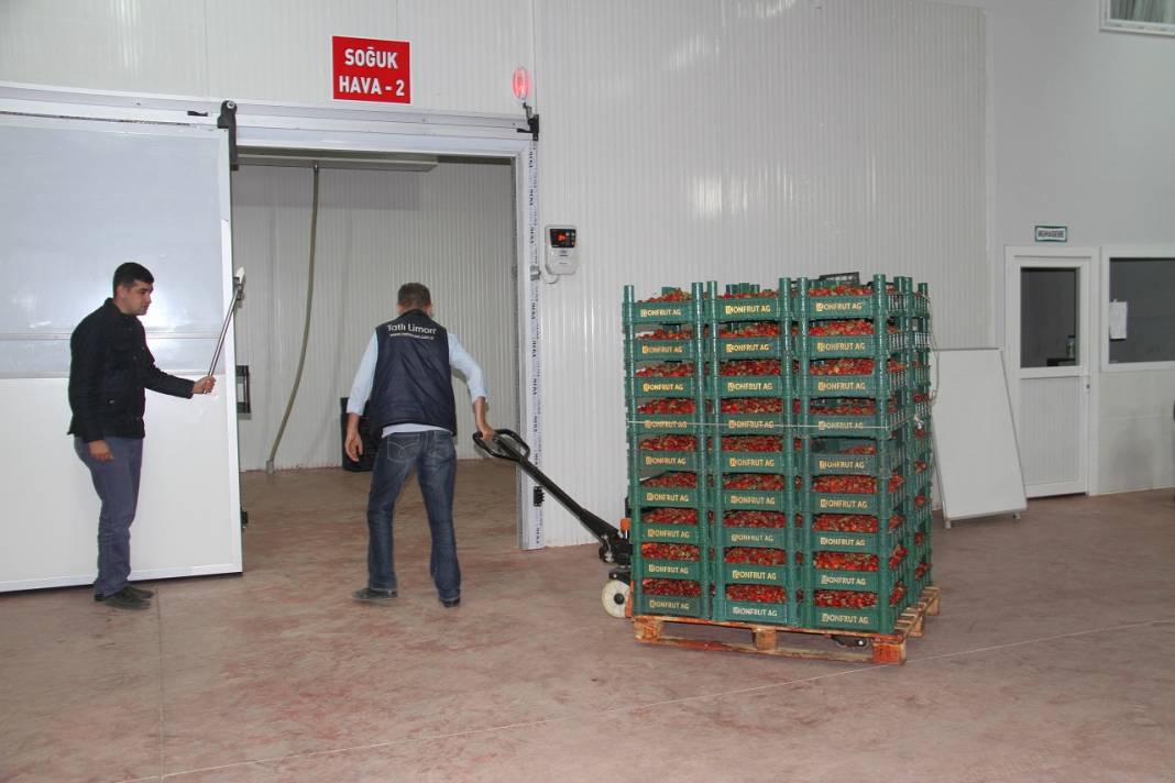 Konya'dan Maldivler, Romanya ve Arap ülkelerine organik çilek ihracatı 5