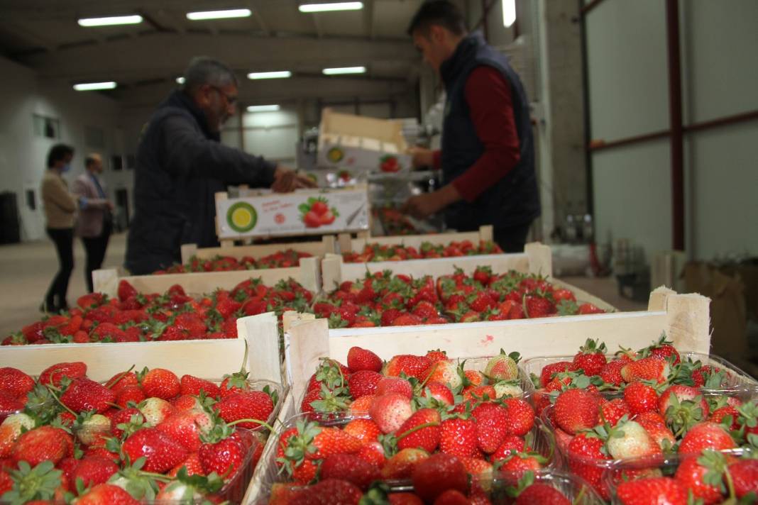 Konya'dan Maldivler, Romanya ve Arap ülkelerine organik çilek ihracatı 6