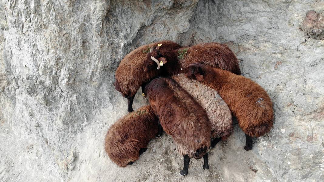 Iğdır'da kayalıklarda mahsur kalan koyunları AFAD ekipleri kurtardı 1