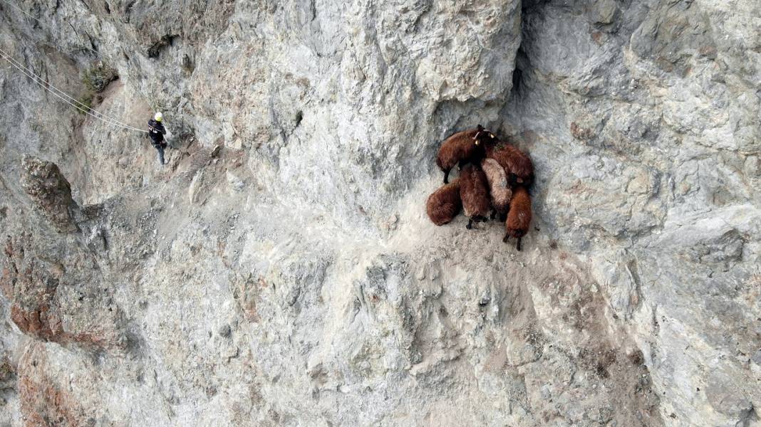 Iğdır'da kayalıklarda mahsur kalan koyunları AFAD ekipleri kurtardı 2