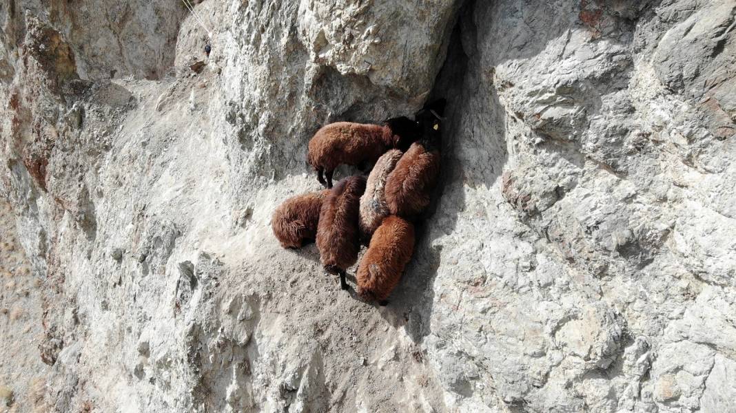 Iğdır'da kayalıklarda mahsur kalan koyunları AFAD ekipleri kurtardı 3