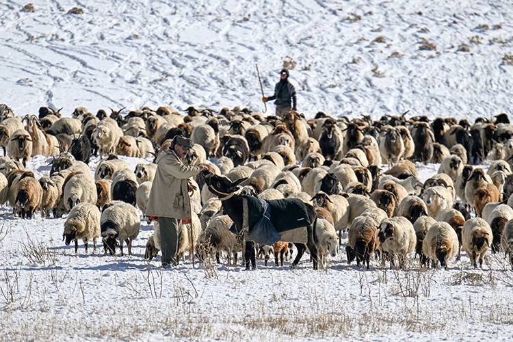 Besiciler karla kaplı yaylalardan dönüyor 4