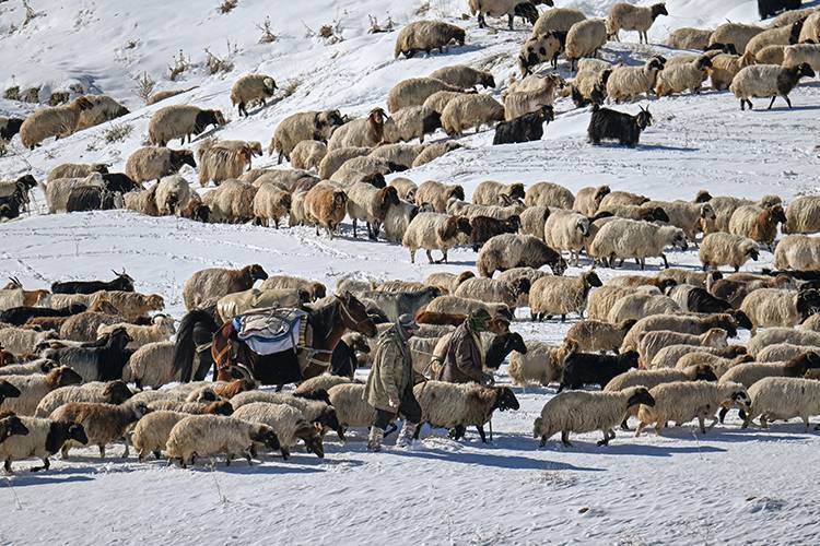 Besiciler karla kaplı yaylalardan dönüyor 6