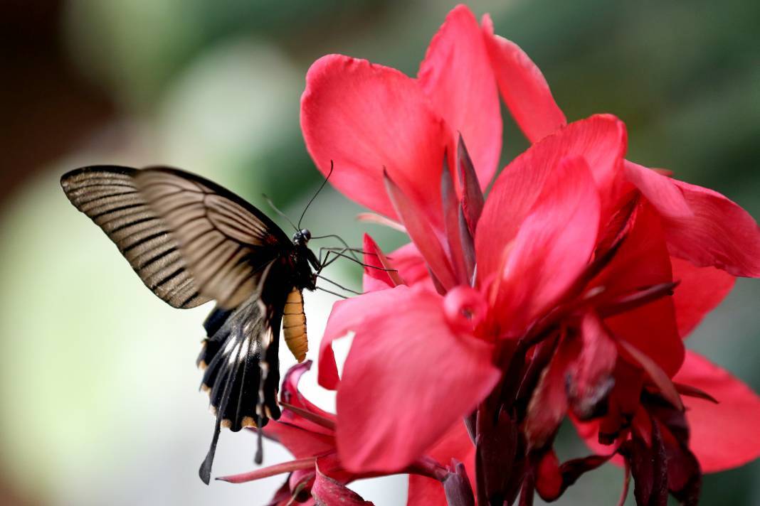 20 bin kelebek ve 195 civarında bitki türü bulunuyor: Konya'daki turistik parka 3 milyondan fazla ziyaretçi 2