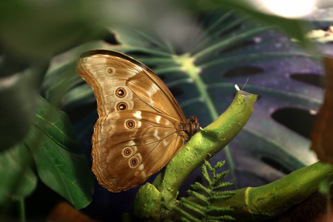 20 bin kelebek ve 195 civarında bitki türü bulunuyor: Konya'daki turistik parka 3 milyondan fazla ziyaretçi 7