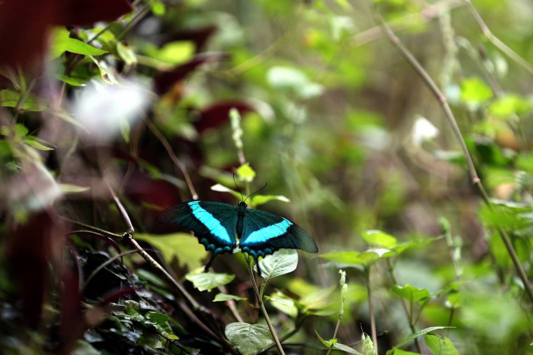 20 bin kelebek ve 195 civarında bitki türü bulunuyor: Konya'daki turistik parka 3 milyondan fazla ziyaretçi 1