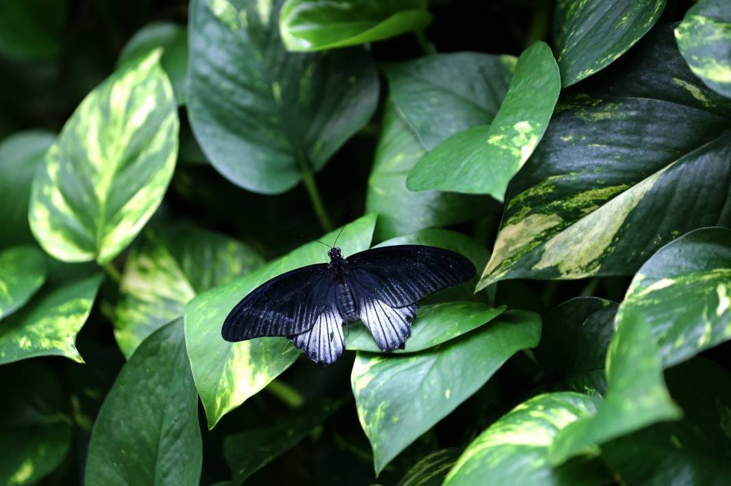 20 bin kelebek ve 195 civarında bitki türü bulunuyor: Konya'daki turistik parka 3 milyondan fazla ziyaretçi 8