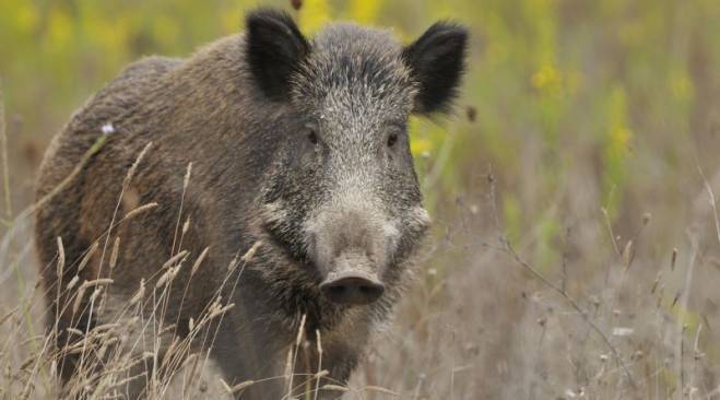 İlginç görüntü! Türkiye'de kış uykusuna yatmayan ve süper istilacı aynı karede 5
