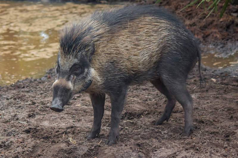İlginç görüntü! Türkiye'de kış uykusuna yatmayan ve süper istilacı aynı karede 4