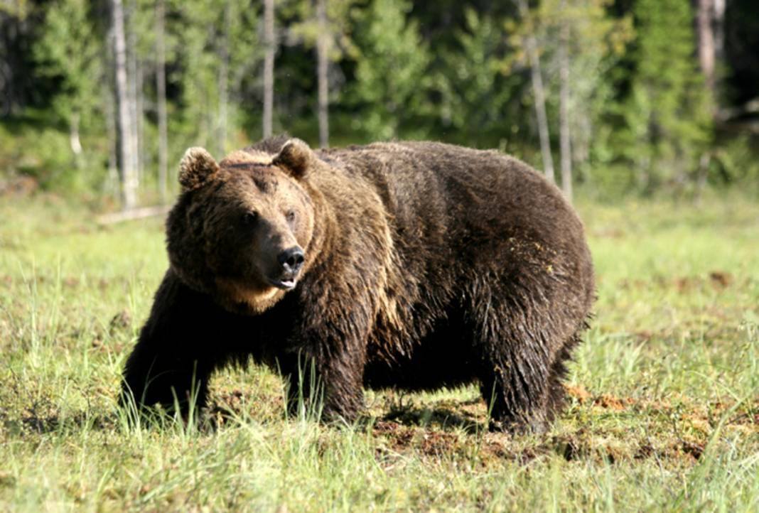 İlginç görüntü! Türkiye'de kış uykusuna yatmayan ve süper istilacı aynı karede 1