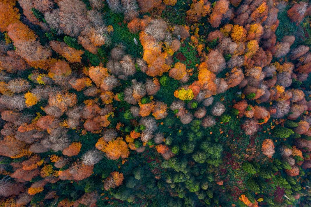 Borçka Karagöl Tabiat Parkı sonbahar renkleriyle büyülüyor 5