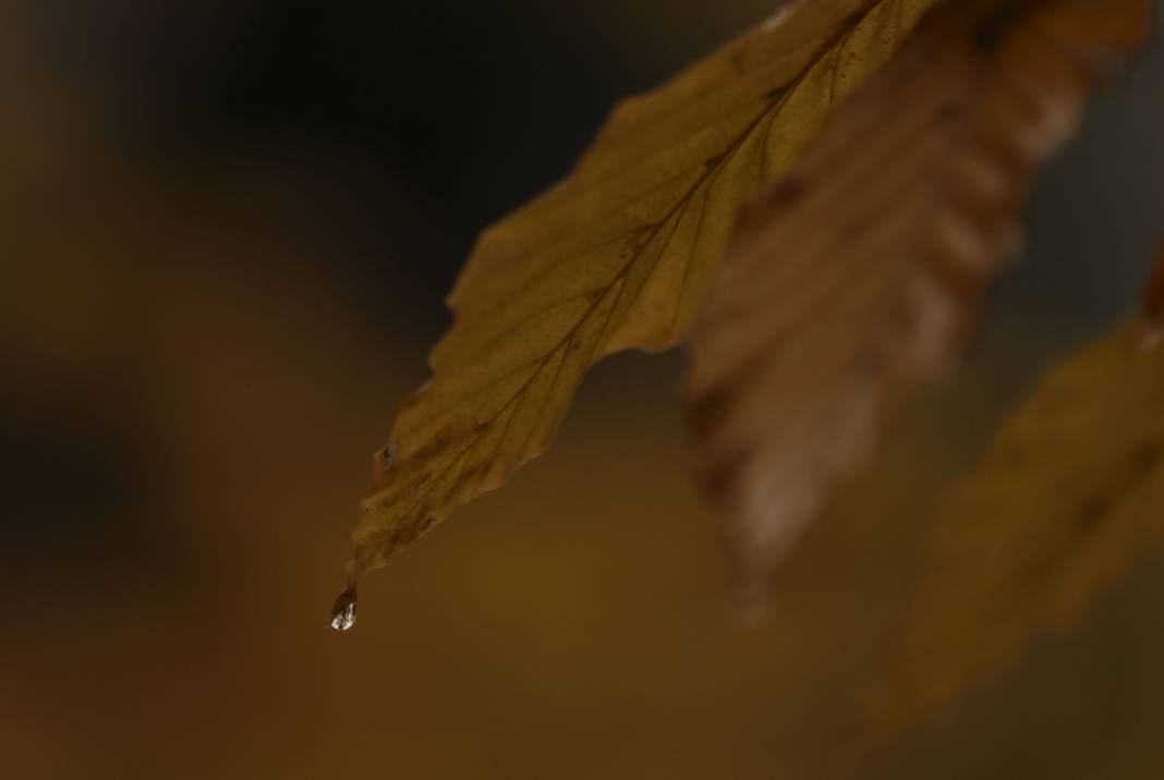 Sonbaharın renkleri İstanbul'u sardı 6