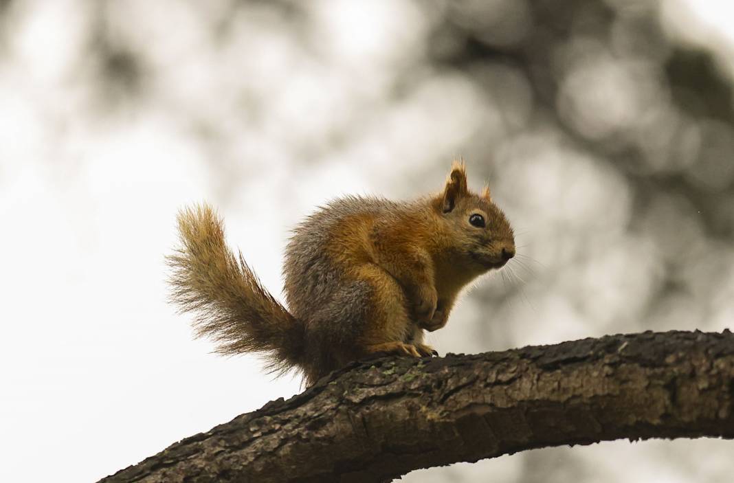 Sonbaharın renkleri İstanbul'u sardı 10
