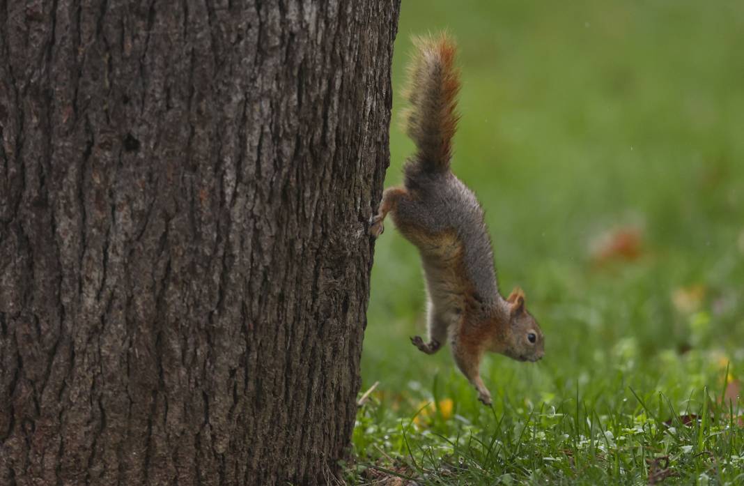 Sonbaharın renkleri İstanbul'u sardı 9